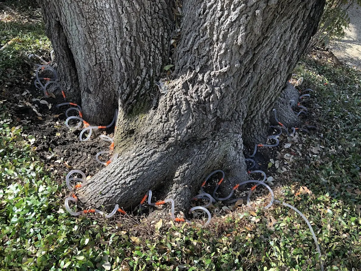 Detailed Tree Cabling and Bracing job site in Montauk