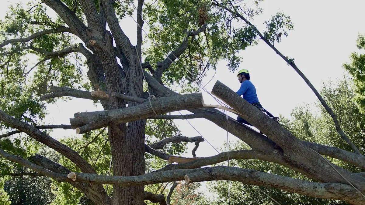 Professional Crown Thinning performed by certified arborists in Montauk